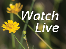Watch Services Online